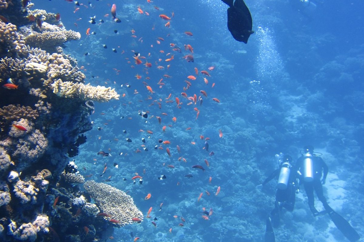 corallo mare sub